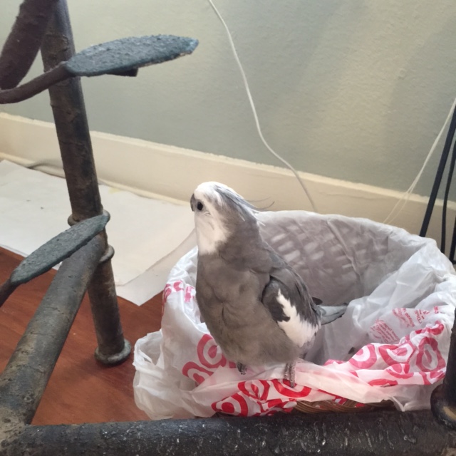 He continues his scan while maintaining absolute silence (to avoid tipping off predators).