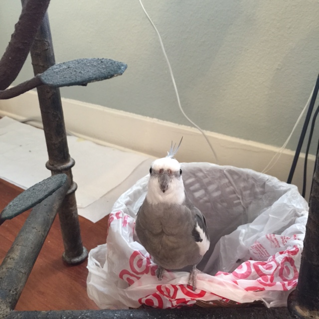 A particularly fearsome and imposing manbird begins his security shift.