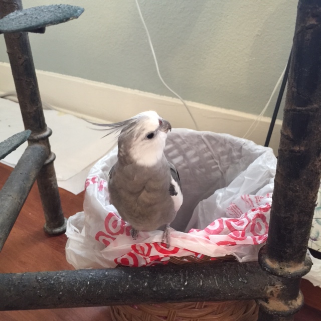 He now commences a thorough scan of the leftmost perimeter.