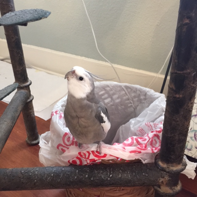 The watchbird then scans the horizon, looking for signs of aerial danger.