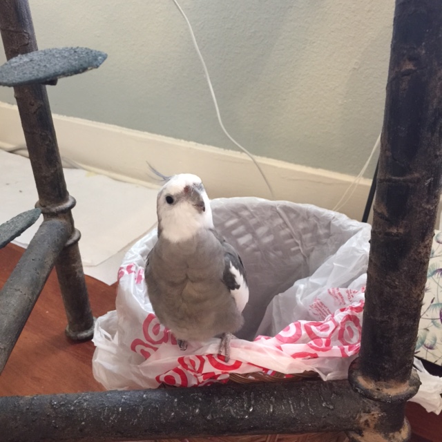 Realizing it was nothing more than the (large, featherless) nest maid service approaching, he relaxes into a continued scan.