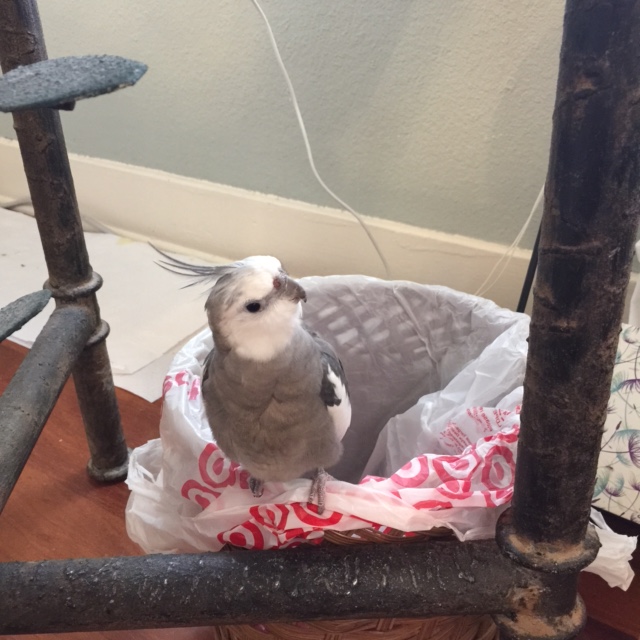 Spying a suspicious movement, he pauses to ascertain the threat level.