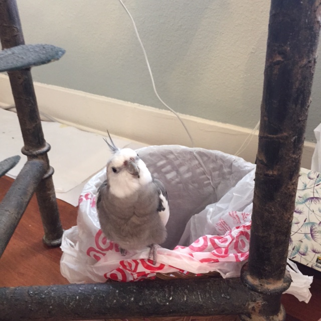 Spying his large featherless maid, he then places his order for a fortifying waffle snack.