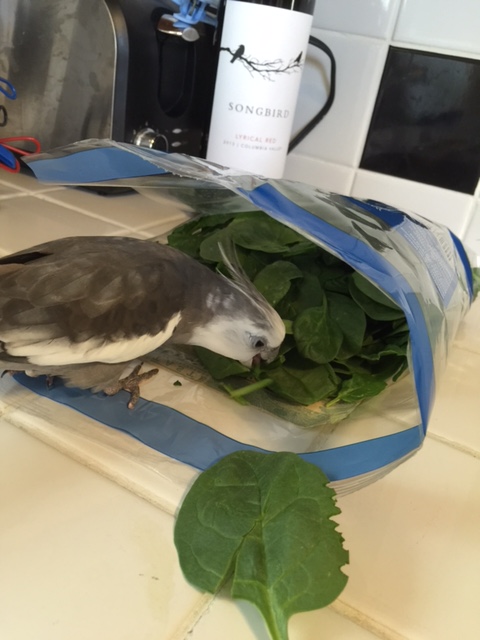 Yes, CHOMP, that's right, CRUNCH, you may leave unharmed, NOM NOM NOM, if you vacate your CHOMP crinkly vehicle.