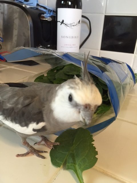 See, Mom? Nothing to fear. The Green Leaf Ranger always saves the day!