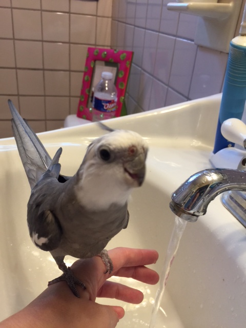 Well, Mom, Faucet seems a bit unsure of his role as "prop" - are you sure he's done this before?