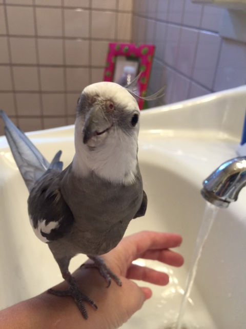 At least we share the same classic coloration - that will work in our favor. 