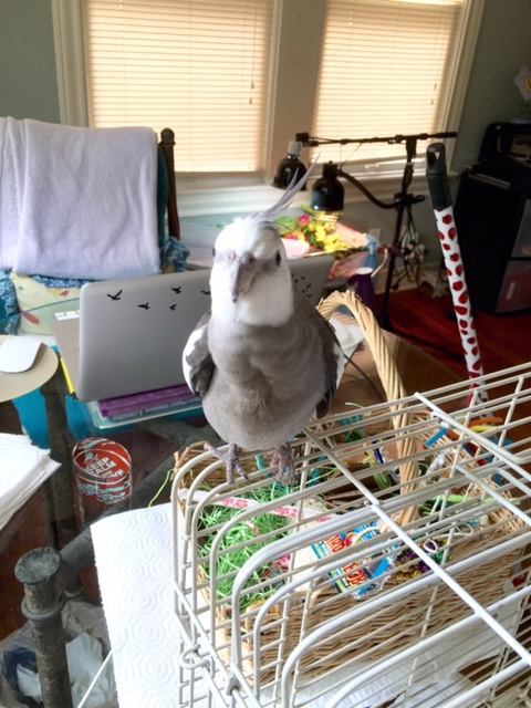 A hint? Well, okay. What normally goes in this corner where I'm standing now?