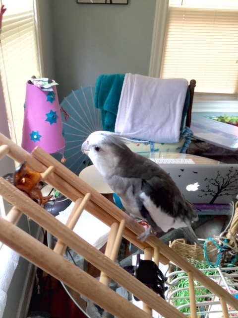 Ahhh....I'm finally on my way UP....to my LEDGE....