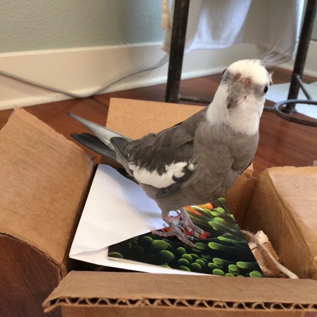 Now where did my large featherless photography assistant wander off to....?