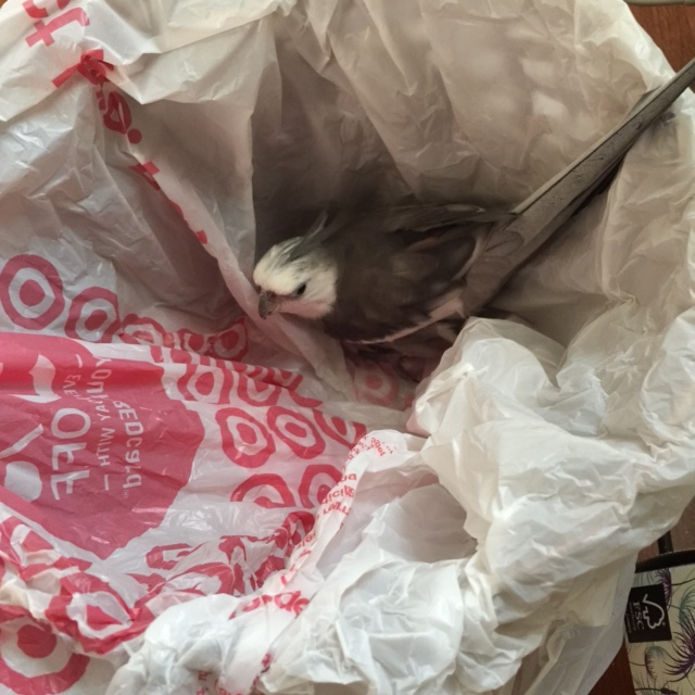 Nesting season has almost arrived, so it is time to select my super-secret secondary nesting site....