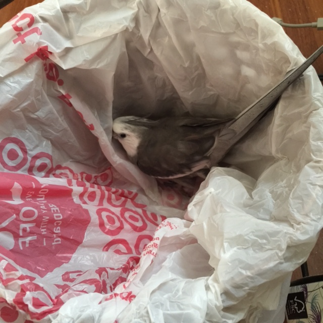 Sheesh. Note to self: hire only maids with feathers from now on.