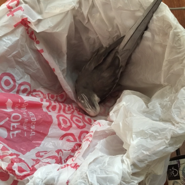 This secondary nesting site is so top secret the nest maid will have to come and go blindfolded.