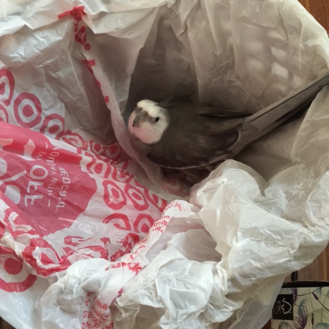 MOM. Seriously? We talked about this. First blindfold yourself, THEN approach the secret nesting site.