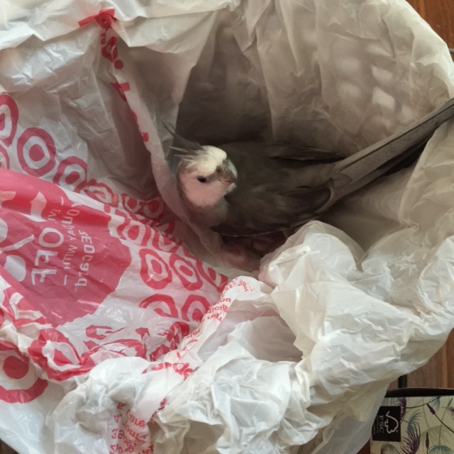 Moommmm....no taking pictures of the super secret nesting site! I don't care if I DO look very cute nesting in it!