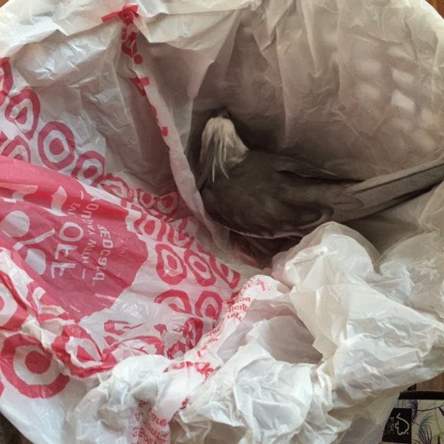 The nest is reinforced with 100% pure wicker - which means no one without a beak can chew their way in or out.