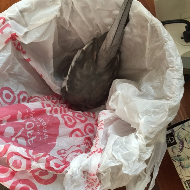 The camouflage is so good in here I can't even see myself!