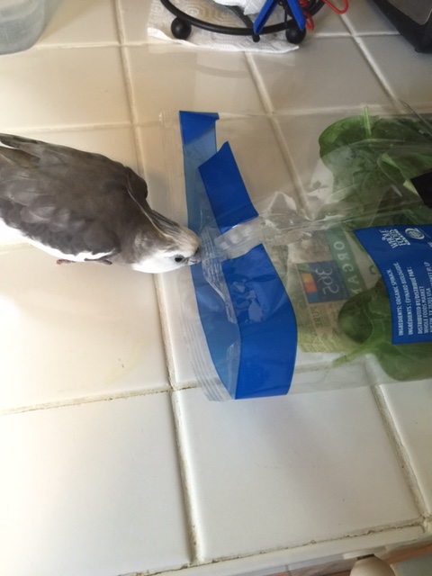 Well you are mighty sure of yourself, marching into my territory all greened up like this.