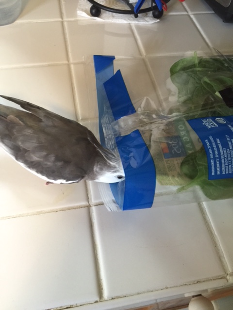 Might I inquire as to the reason for your presence in such large numbers?