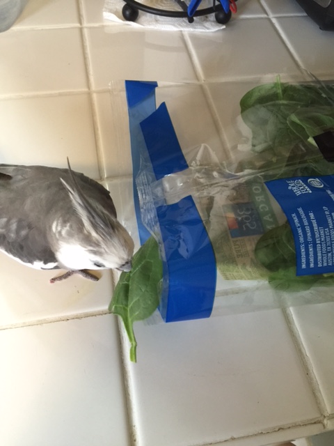 You have elected this green leafy being as your spokesgreenperson?