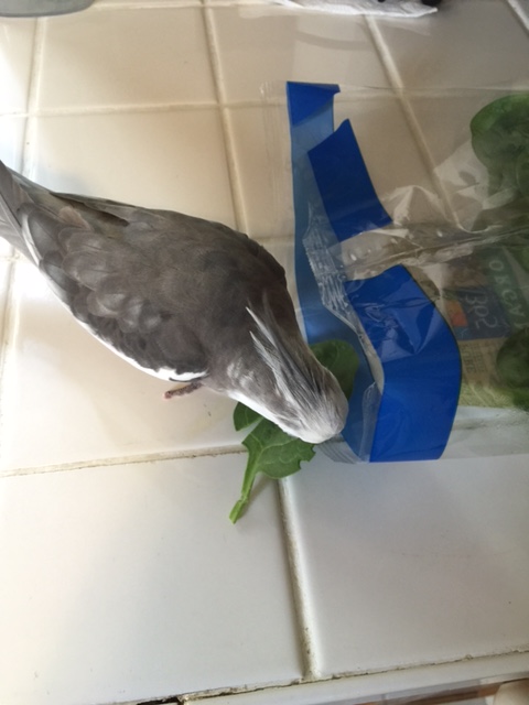 CRUNCH. You might want to select an alternate spokesgreenbeing, just to be on the safe side.