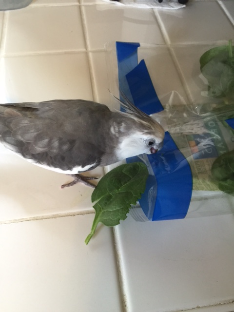 So you are the alternate. What do you have to say on your group's behalf?