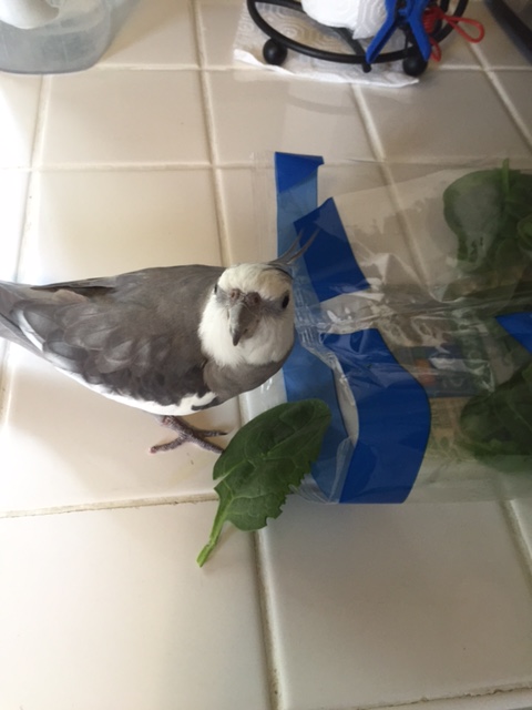 Stay back, Mom - I've got this!