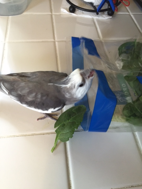 You know, I don't care for you or your spokesbeings, but I must compliment you on your crinkly ship!