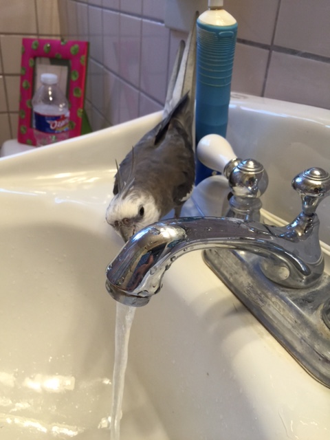 What's that? You'd like to do the traditional "beak greeting" of my kind? 