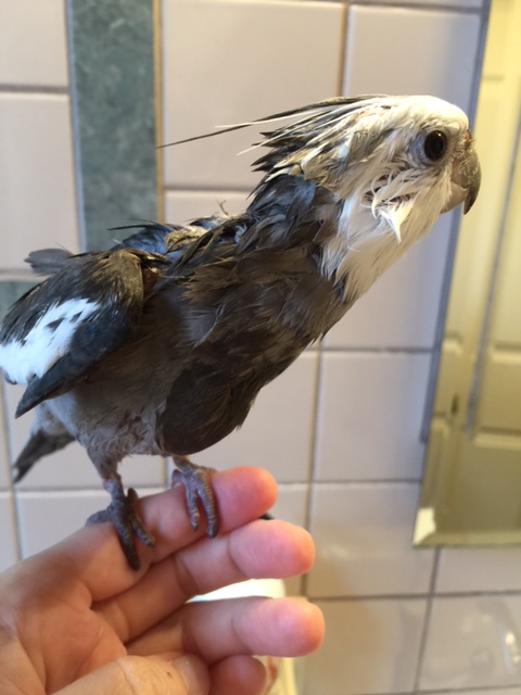 Here, notice how the model's spike-like crest feathers stick straight out - perfectly perpendicular to the smoother feathers of the neck line.