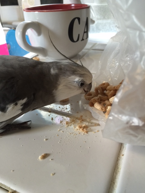 Well this does look tasty - not exactly how I ordered it, but close enough.