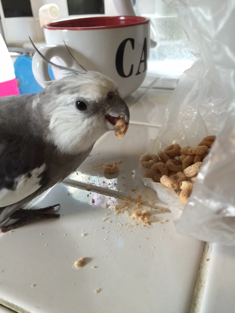 Uh oh. I forgot that this is one of the dishes my large featherless waitress also really enjoys.