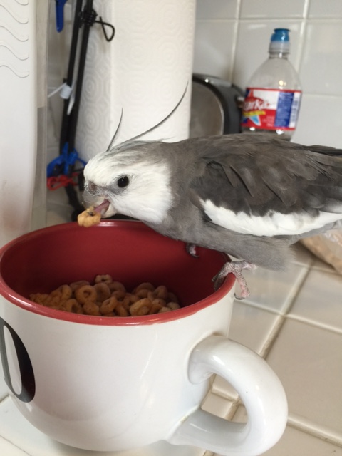 Still, I'd better be quick 