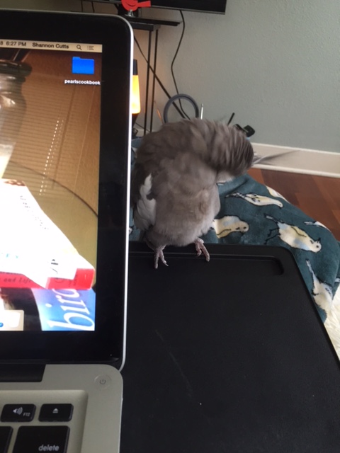 Lucky for you, I also need to preen my pretty feathers (the fans expect it).