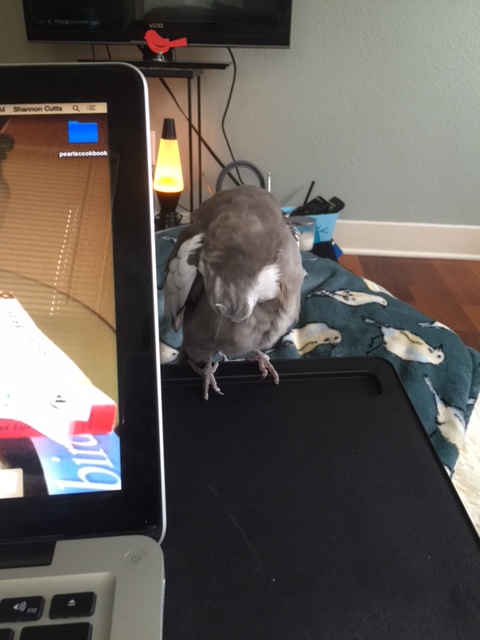 Just a few more feathers back here and I should be done.