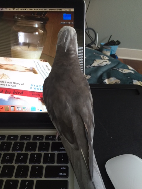 I can feel my large featherless assistant's eyes on me.