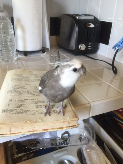 Hey - I have a great idea! Let's use this pile of thin crispy paper as the "prop" for our shoot!