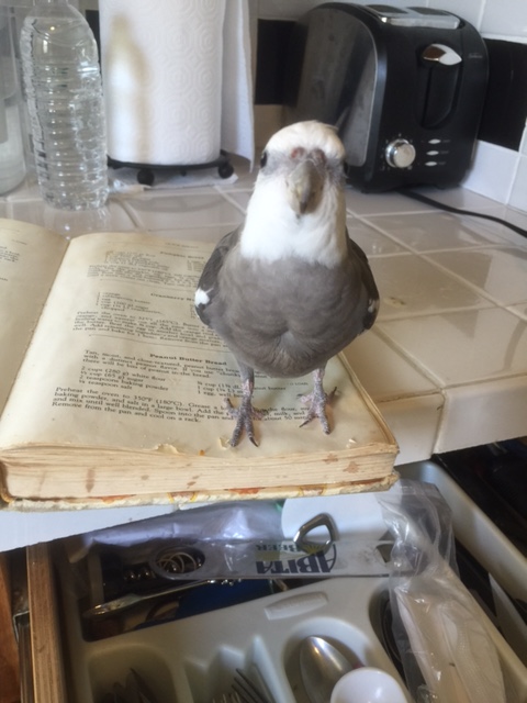 I'll be right here waiting, just practicing looking very very CUTE.....!