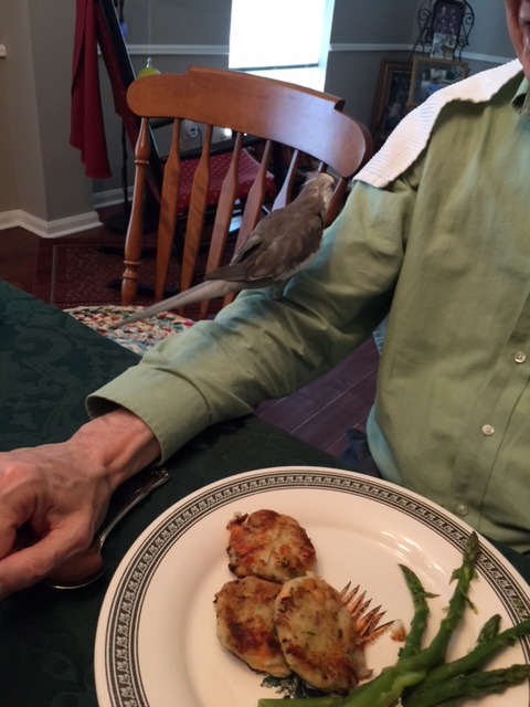 I'm glad he left the white gripper in place to ensure my easy return to my perch.