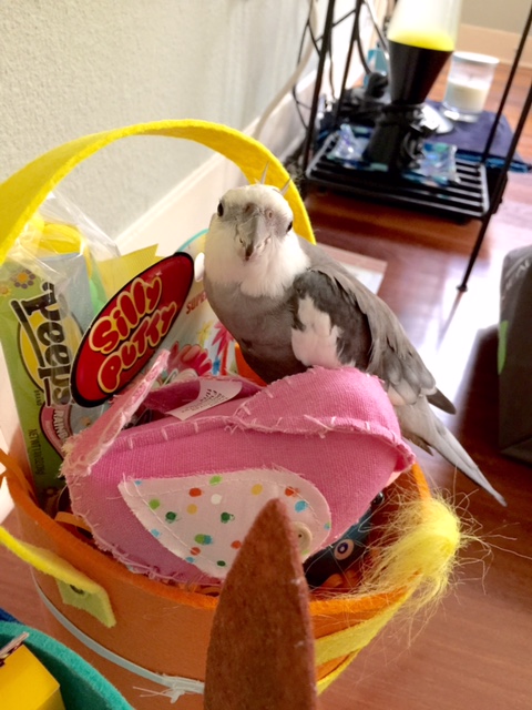 Yes, that's right Mom, be sure to get a good shot of the "stand-in" chick so the ladybirds can visualize themselves "in nest"....