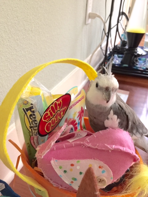 That's right, all you single ladybirds - right now, for one day only, get the handsomest of all manly manbirds PLUS this fab Easter basket(nest) - absolutely FREE!!