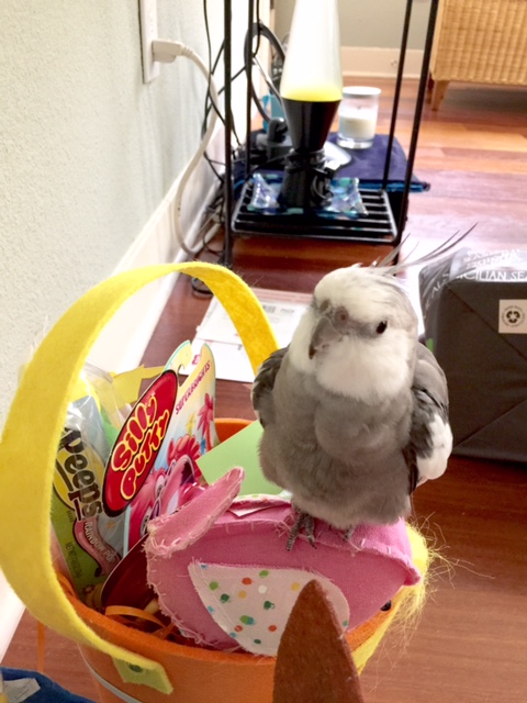 Mom?! Come on - chop chop with the lighting and setup already - the ladybirds await!