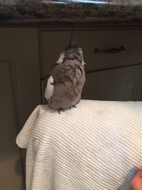 So I will start by preening my back feathers....