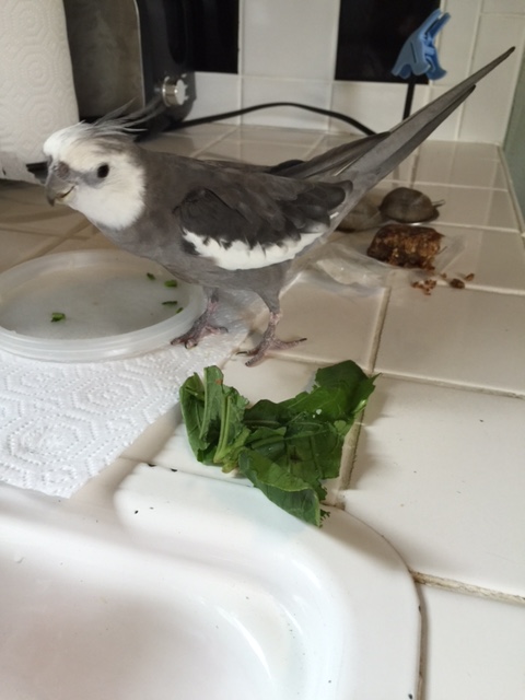 Oh no! The Green Leaf Ranger spies the telltale signs that a green leafy villain is afoot!