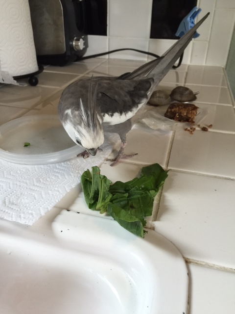 Hi-Yo, green leafy villain! 