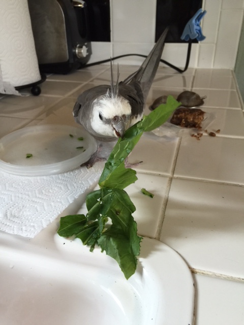 I am here to keep the casa safe from all green leafy beings!