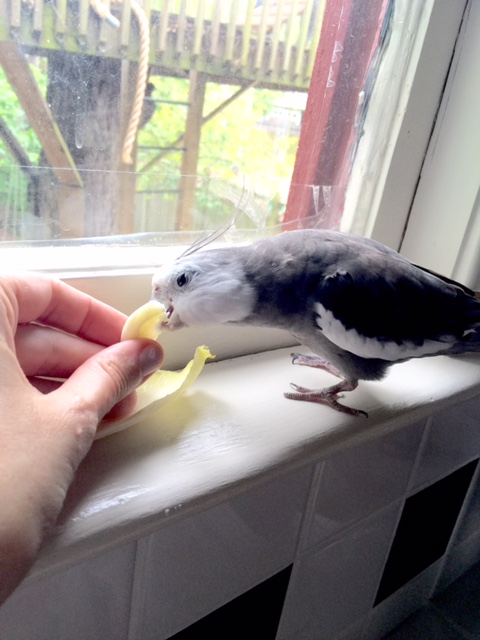 I'll have to make sure to order this dish "handfed" from now on....it tastes much better this way!