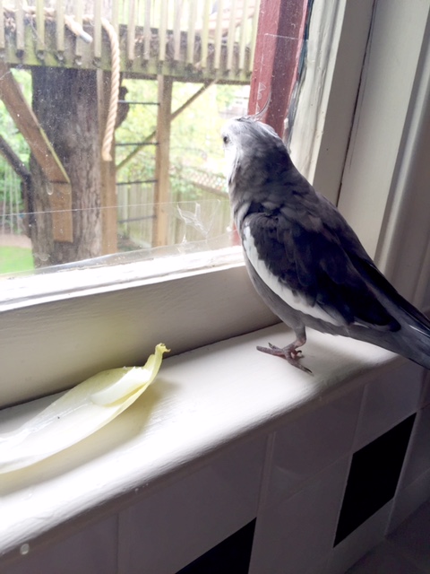 Just from looking out of the corner of my eye, I can tell my assistant has prepared my breakfast properly.