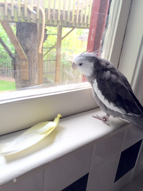 So now it is time to train her in a new serving strategy.