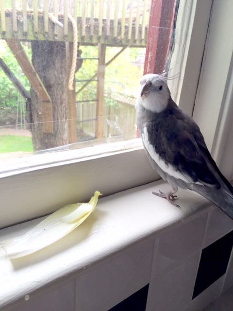 Would I like my breakfast served up "handfed?" Why yes - however did you guess?